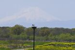 富士山望む絶景、コウノトリ生き生きと 小山・渡良瀬遊水地、春色で染まる