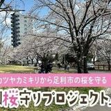 足利市、ふるさと納税型「クラファン」で財源確保　クビアカツヤカミキリ対策など３課題