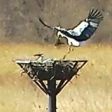 コウノトリのペア産卵か　小山の渡良瀬遊水地