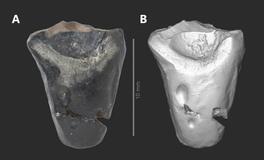 角竜類の化石を発見