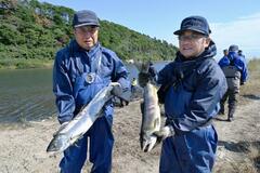 今季初漁に婚姻色のサケ