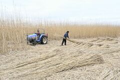 【夕刊】ヨシ刈り取り大詰め