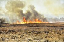 渡良瀬遊水地ヨシ原で火災