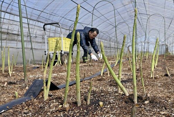 収穫の最盛期を迎えたアスパラガスの春芽＝26日午前11時40分、宇都宮市東岡本町