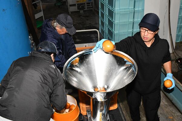 ナシのシードルに仕込むため、規格外の大田原市産ナシ「にっこり」を加工する渡邉社長（右）＝昨年１１月、渡邉酒造