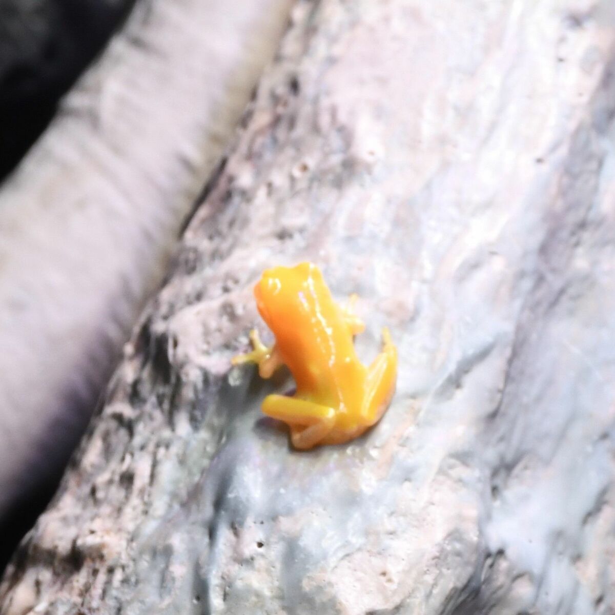 アマガエルなのに黄色、水色？ 珍しい色素異常の展示始まる 栃木県