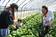 日本一の産地、摘みたて堪能　真岡でいちごフェスタ　家族連れでにぎわう