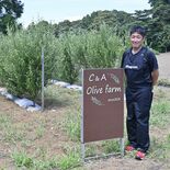 野木を拠点に「オリーブ外交」　葉を使ったビールや抹茶粉を商品化　自動車…