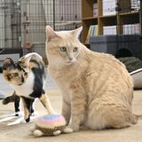 2月22日は猫の日 宇都宮の“猫スポット”を紹介 街なか唯一の保護猫カフェ、「こま猫さん」がいる神社