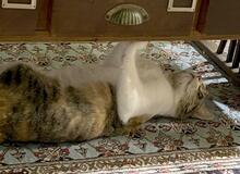 共感できない時がかわいい