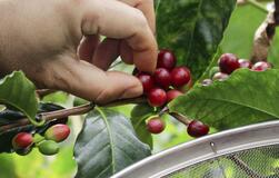 「和歌山の特産品に」