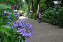 アジサイ見頃　芳賀の天満宮