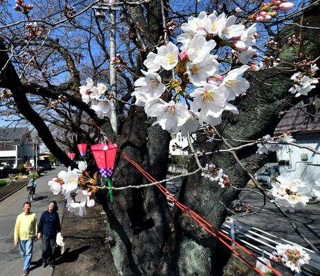 新川沿いに咲き始めたソメイヨシノ＝20日午後１時15分、宇都宮市花園町