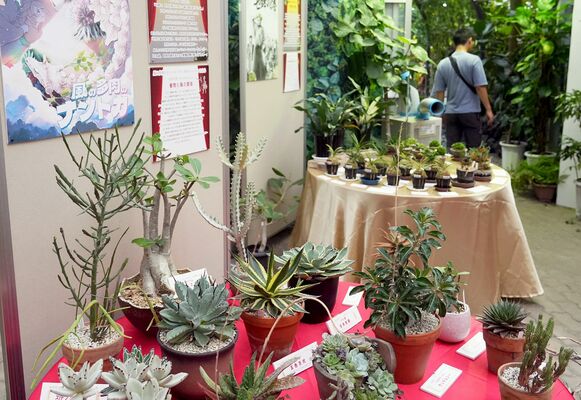 さまざまな多肉植物や葉っぱを展示している企画展