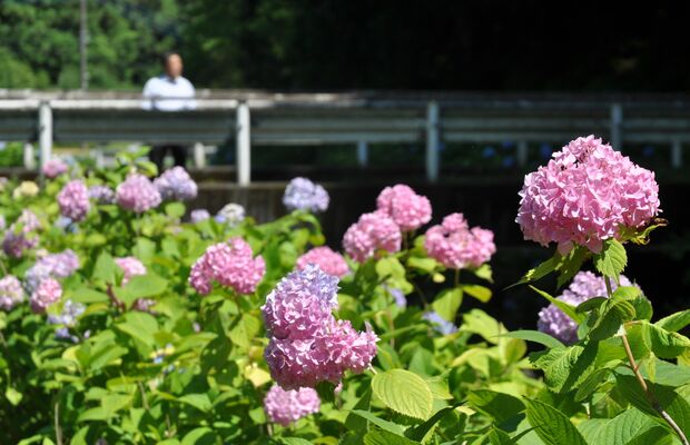 仙波川沿いを鮮やかに彩るアジサイ