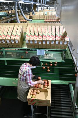 選果場での箱詰め作業