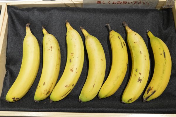 敷地内にあるビニールハウス育てられた「まえばしバナナ」