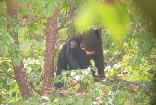 中宮祠小中の敷地にある木に登るクマ＝24日午前（同校提供）