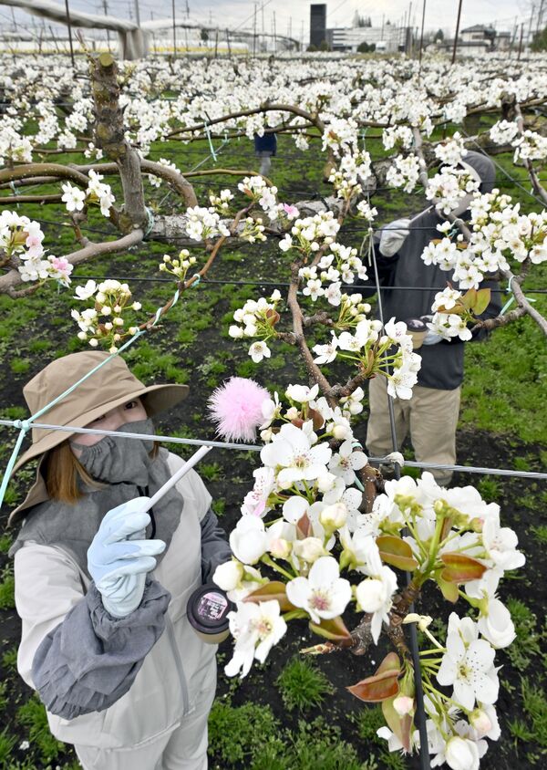 白い花を咲かせるナシ畑で始まった人工授粉作業＝15日午前10時55分、宇都宮市氷室町