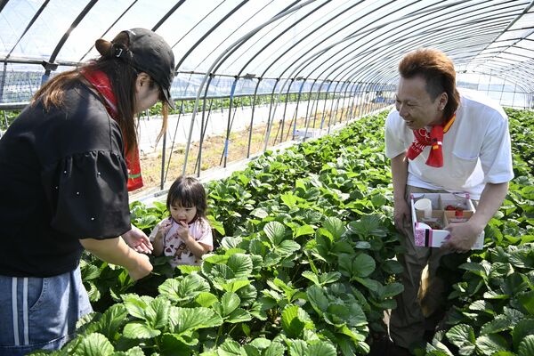 イチゴ狩りを楽しむ家族連れ