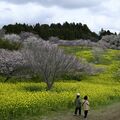 200本の桜と黄色いじゅうたんの競演　益子・小宅古墳群で「菜の花・桜まつり」　19日まで