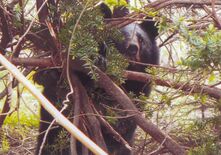 宇都宮市北西部のクマ目撃情報、目撃状況や調査結果の詳細判明　近くで捕獲…