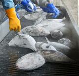 焼津の水産加工会社元役員に有罪