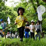 クロコムラサキを探せ　宇都宮・柳田緑地で観察会