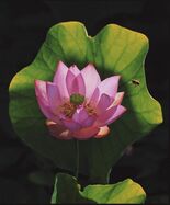 栃木花蓮写真展、俳句大会　最優秀賞に伊藤さん（壬生）、神山さん（鹿沼）