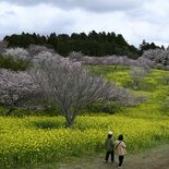 200本の桜と黄色いじゅうたんの競演 益子・小宅古墳群で「菜の花・桜ま…