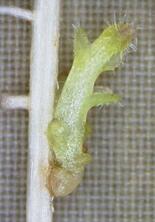 寄生植物が仲間避ける仕組み解明