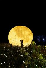 約2,700万本の菜の花が咲く長崎鼻で夜の新イベント初開催「長崎鼻 菜…