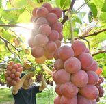 甘いブドウ、おひとつどう？　栃木で収穫本格化　巨峰やゴルビー、たわわに…