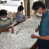 「春蚕」の繭737キロ群馬へ　那須塩原・那須の農家４軒が出荷