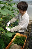 ＜22＞キュウリのおいしい季節　人気上昇、ひめきゅうり