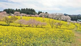 栃木の車窓から　～桜ドライブ