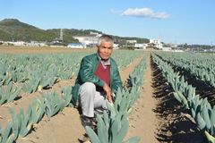 ＪＡしもつけの「宮ねぎ」　高い糖度と食味が魅力　江戸時代から伝わる逸品