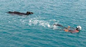 泳ぐ牛救助、海保の潜水士