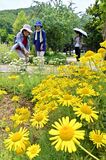 みかもハーブ園でハーブ見頃