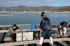 研究生かしカキ養殖守れ、日本一の広島で
