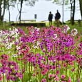 緑萌える湖畔に彩り　奥日光でクリンソウ見頃