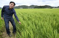 韓国、対日コメ輸出急増