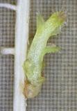 寄生植物が仲間避ける仕組み解明