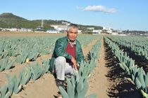 ＪＡしもつけの「宮ねぎ」　高い糖度と食味が魅力　江戸時代から伝わる逸品