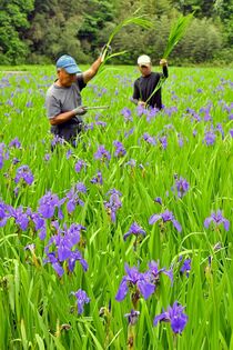 カキツバタの出荷ピーク　那珂川