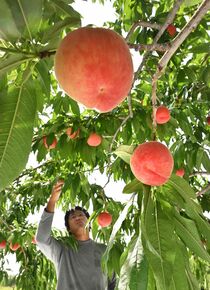 桃の収穫期　佐野