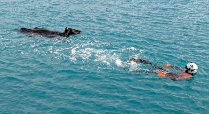 　男性潜水士に救助される牛＝２３日、沖縄県・宮古島沖（宮古島海上保安部提供）