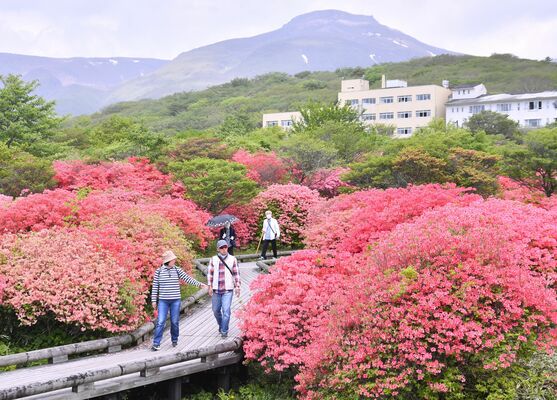 新緑とのコントラストが美しいヤマツツジ＝20日午前10時20分、那須町湯本