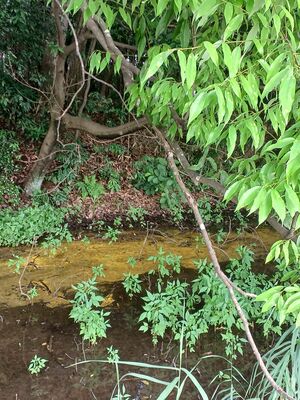 野木町内で発見されたヒカリモ。金色の帯状に広がっている。県内で定期的に発生するのは珍しいという（栗田雅嗣さん提供）
