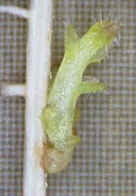　トウモロコシの根に寄生した寄生植物の「ストライガ」（右、奈良先端科学技術大学院大提供）